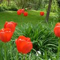 C’est l’époque des tulipes
