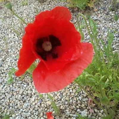 L'été...