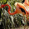  Le flamant rose , les phoenicopterus