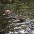 Biodome faune local