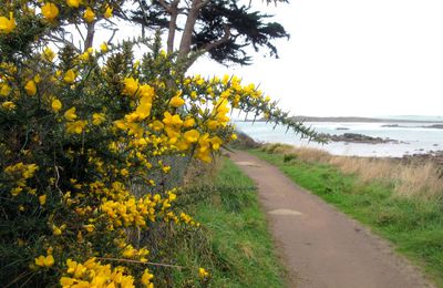 Autour de l'Île-Grande à Pleumeur-Bodou (Côtes d'Armor) le 1er janvier 2025 (2)