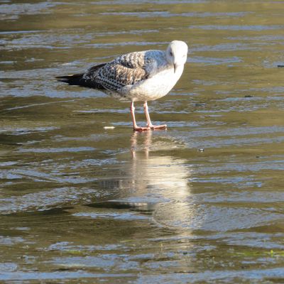 Brrrr, c'est gelé ! 