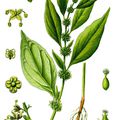 Herbier, les plantes qui soignent - La Pariétaire