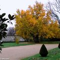 L'arbre aux Quarante Écus a revêtu son habit automnal