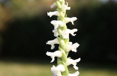 Spiranthes cernua, une orchidée d'extérieur 
