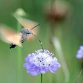 Non...non...non...non, je ne suis pas un colibri!