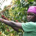 Cameroun : les Filières cacao et café en panne 