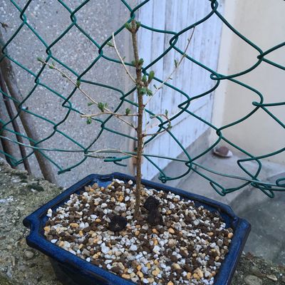 Mélèze d'Europe - Larix decidua