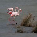 Camargue gardoise (1)