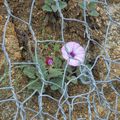 Il y a des pays où on emprisonne les fleurs...