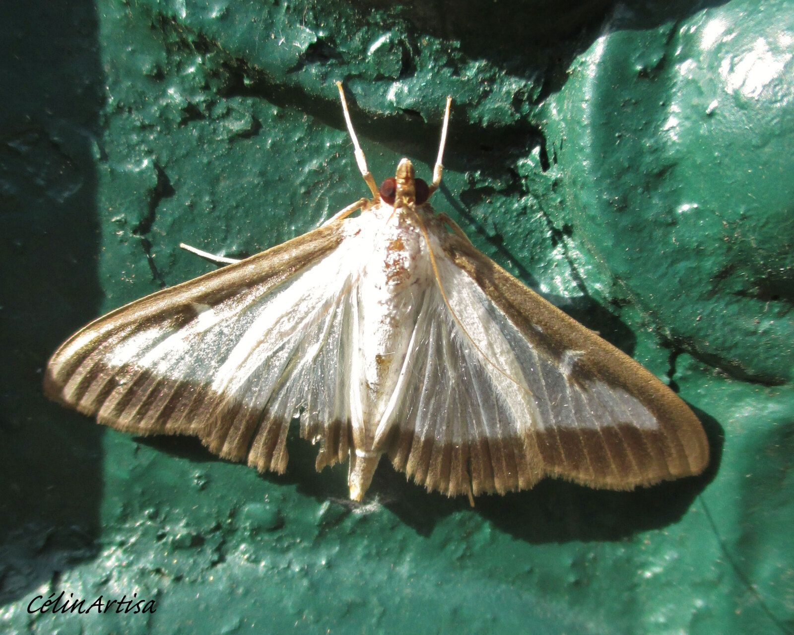 papillon pyrale du buis