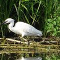 Aigrette Garzette