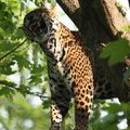 Elagage chez les jaguars.
