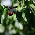 La vie secrète des cerises