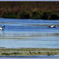 Faites-moi des "cygnes".....