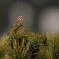 Pipit des arbres