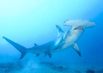 Grand requin marteau !!!