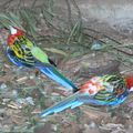 Perroquets colorés (sans trucage)
