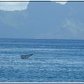 Baleines à Tahiti