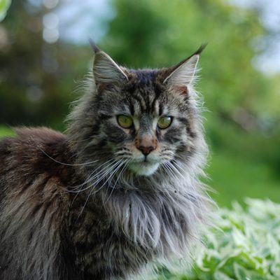 Les chats en Normandie