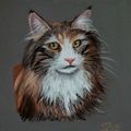 Portrait de chatte norvégienne...