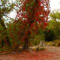 03 octobre 2017 LARMES DE SANG DE L ARBRE ET AUSSI LE FEU DE PARTOUT