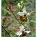 Ophrys bourdon - Ddo