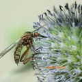 Empis Marqueté