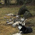 des loups