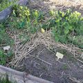 Et si on faisait un tour au potager avec les enfants ?