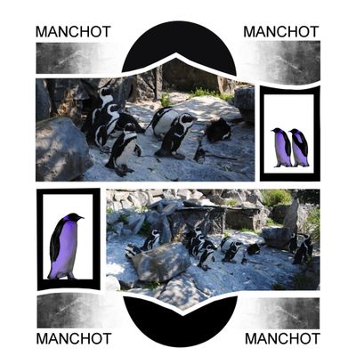 Manchots et Otaries