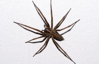 Tégénaire noire (Eratigena atrica) 