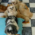 GROUPES : SHIH TZU RING CRAKAN SIDDHARTHA