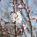 le printemps est là et la nature redémarre : 