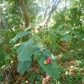 Wervicq en compagnie de Chaussette crapahutent dans la forêt de Rorota (Guyane)