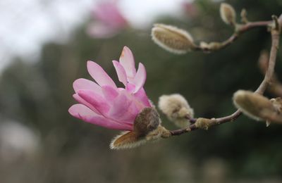 Des fleurs !