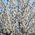 Ce nuage de pétales blancs signe le retour du printemps !