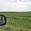 Autoportrait dans le vignoble Alsacien 