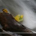 De la solitude de la feuille d’érable ballottée par les eaux …