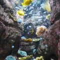 Des poissons sous la Tour Eiffel