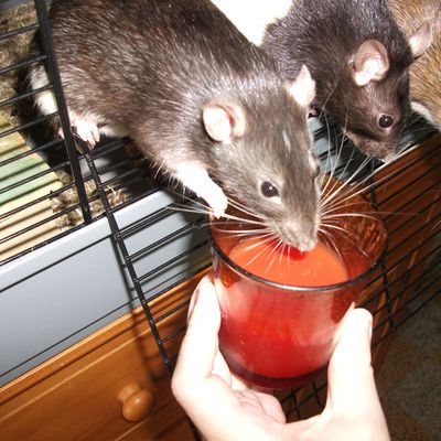 La surprenante friandise du dimanche matin...