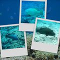 Fakarava (3) : snorkeling passe sud