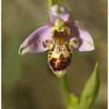 Ophrys bécasse : Ophrys scolopax