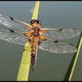 Dragonfly