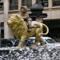 les lions de Lyon.....