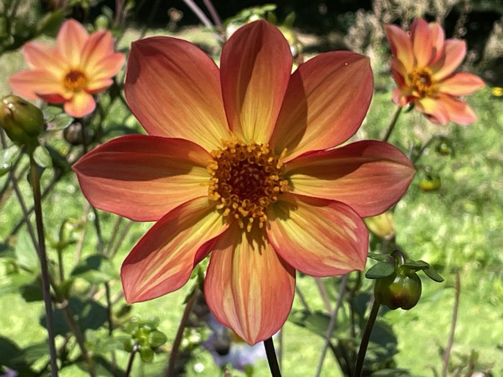 Mardi 23 sept 2025 Mon  diaporama :Flânerie au parc à Cébazat  c'était le 19 sept 2025 grand  soleil 