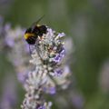 Une abeille (bourdon) sur une fleur de lavande