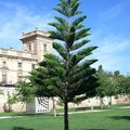 Valencia, capital europea de los arboles