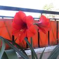 Mon jardinet en Mai 🌹
