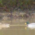 2 canards à Chaumont - sur - Tharonne